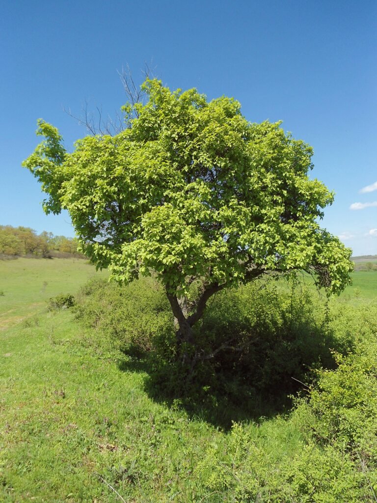Tatarischer Steppen-ahorn (Acer tataricum) – typisches Erscheinungsbild, Pflanzenfoto