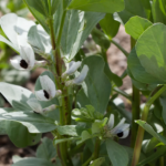 Ackerbohne (Vicia faba) – Pflanzenfoto