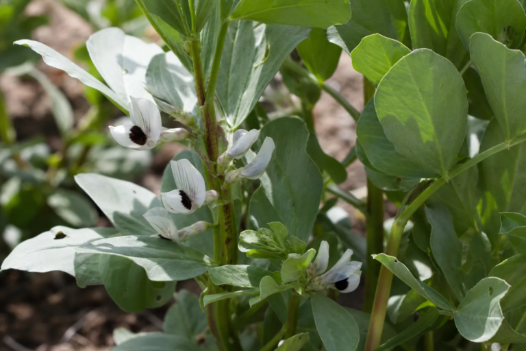 Vicia faba