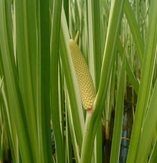 Kalmus (Acorus calamus) – Pflanzenfoto