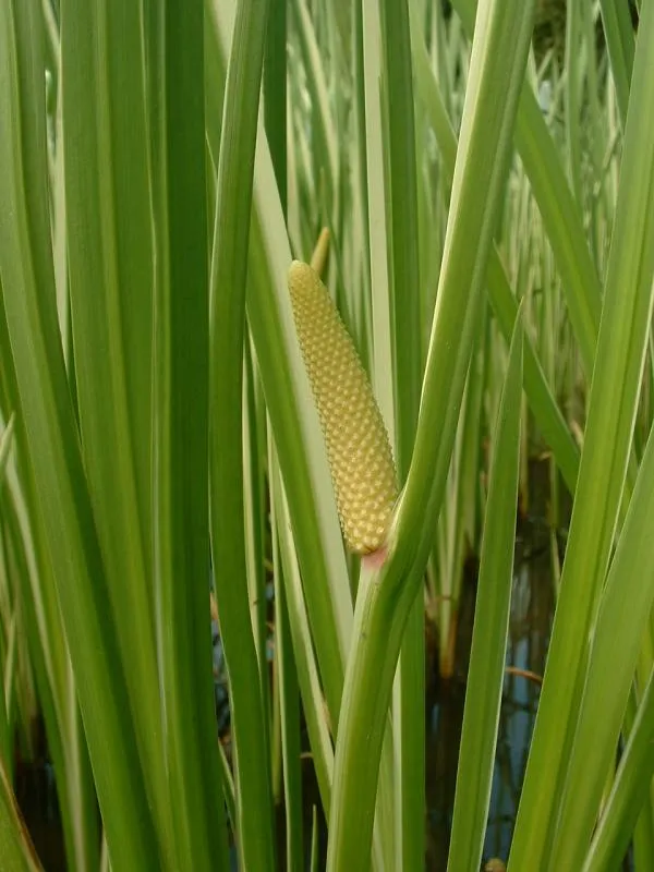 Calamus (Acorus calamus) – characteristic appearance, plant photo