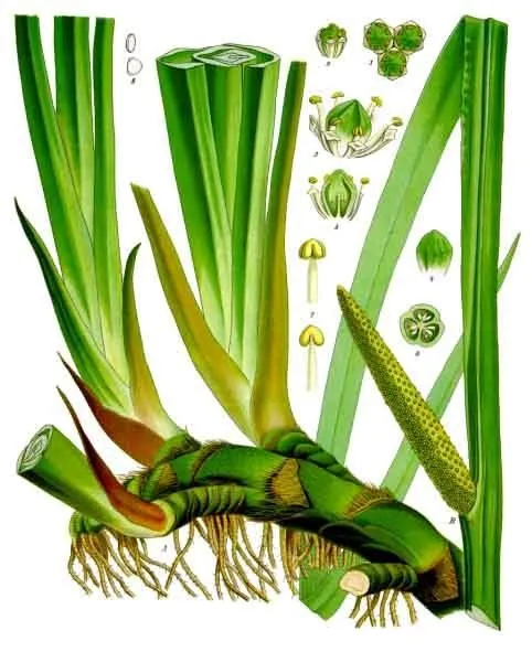 Kalmus (Acorus calamus) – typisches Erscheinungsbild, Pflanzenfoto