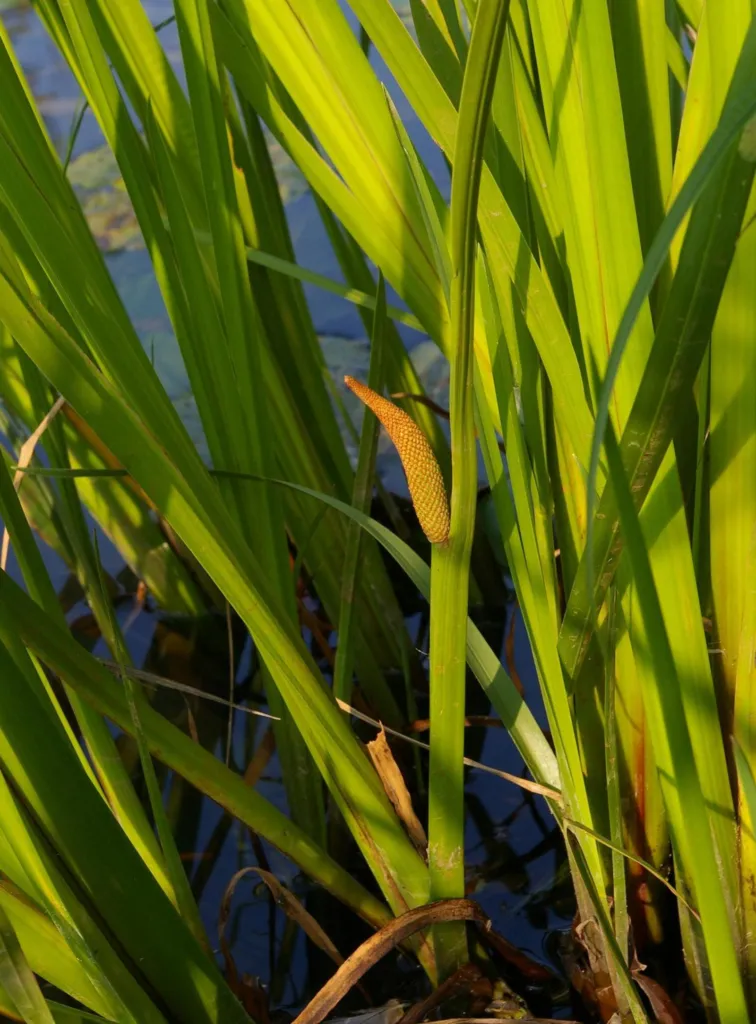 Kalmus (Acorus calamus) – Blüten in Nahaufnahme, Pflanzenfoto