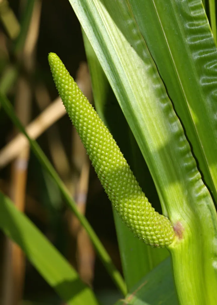 Kalmus (Acorus calamus) – Blüten in Nahaufnahme, Pflanzenfoto