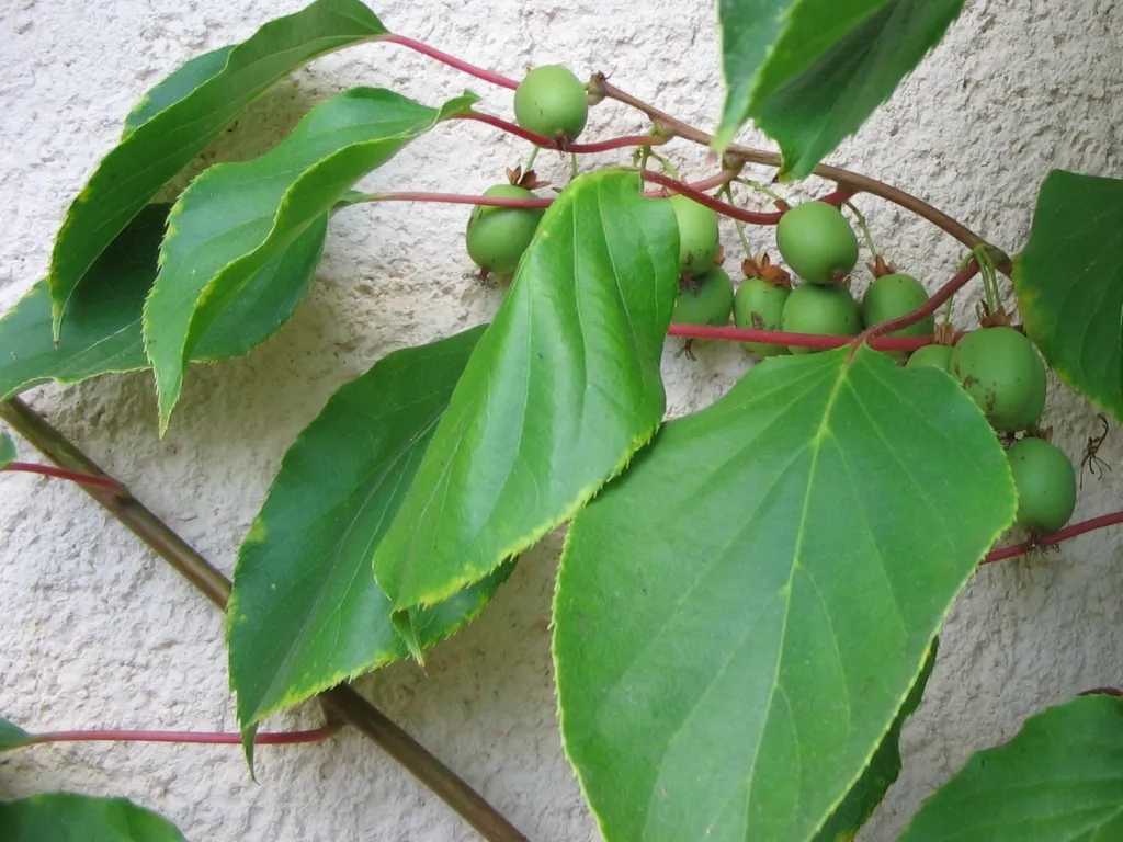 Scharfzähniger Strahlengriffel (Actinidia arguta) – Pflanzenfoto