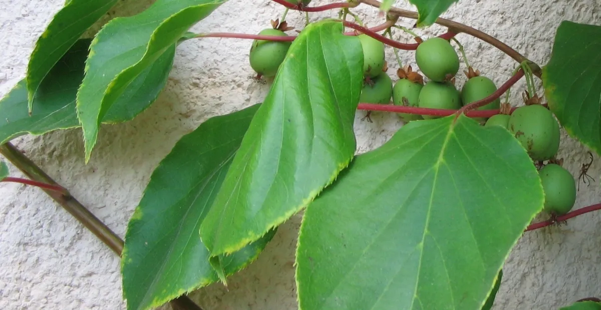 Scharfzähniger Strahlengriffel (Actinidia arguta) – Pflanzenfoto