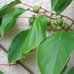 Hardy Kiwi (Actinidia arguta) – fruit in close-up, plant photo