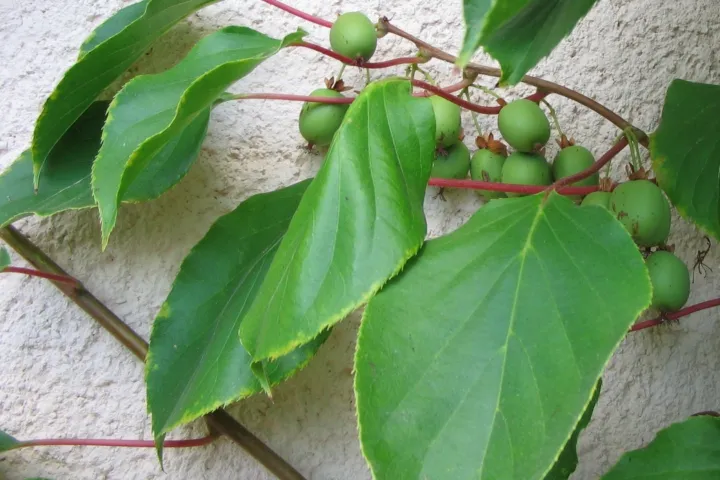 Actinidia arguta