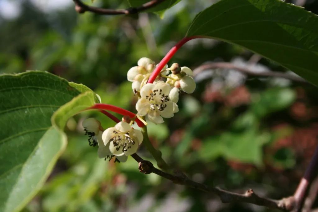 Scharfzähniger Strahlengriffel (Actinidia arguta) – Blüten in Nahaufnahme, Pflanzenfoto