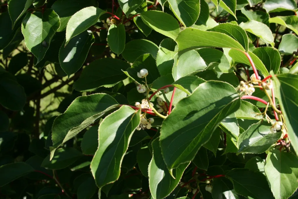 Scharfzähniger Strahlengriffel (Actinidia arguta) – Blätter und Triebe, Pflanzenfoto