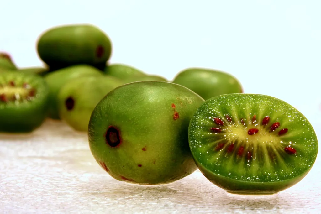 Scharfzähniger Strahlengriffel (Actinidia arguta) – Früchte in Nahaufnahme, Pflanzenfoto