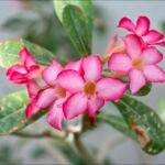 adénium hrubé (Adenium obesum) – fotografia rastliny