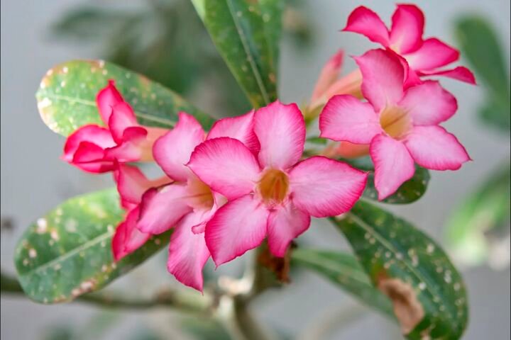 Adenium obesum