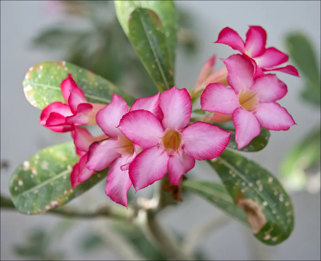 Wüstenrose (Adenium obesum) – Pflanzenfoto