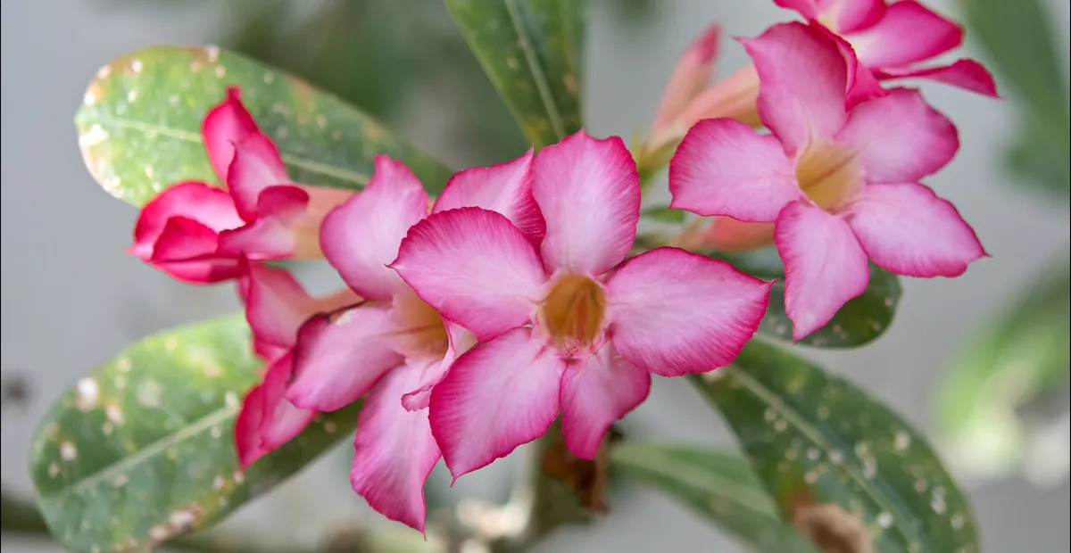Wüstenrose (Adenium obesum) – Pflanzenfoto