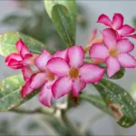 desert rose (Adenium obesum) – flowers in close-up, plant photo