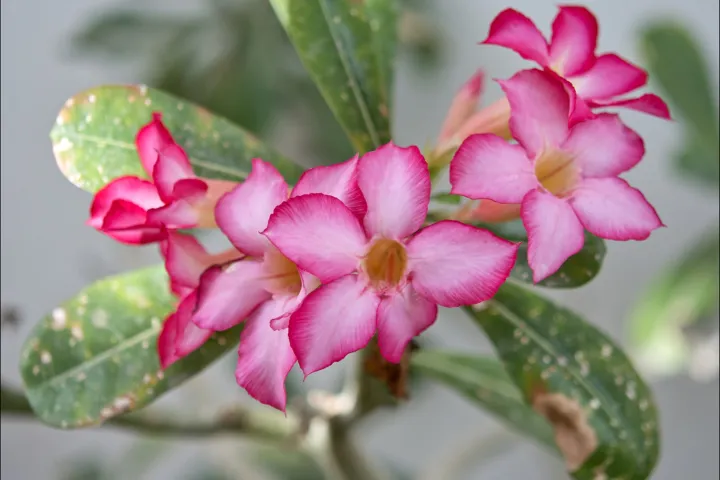 Adenium obesum