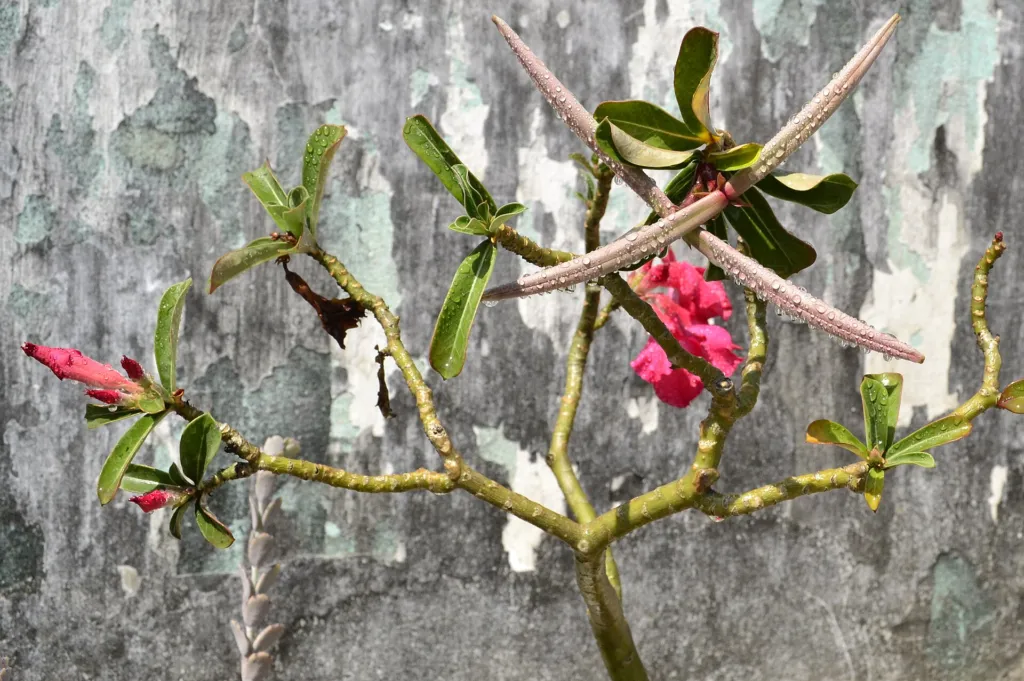 Wüstenrose (Adenium obesum) – Früchte in Nahaufnahme, Pflanzenfoto