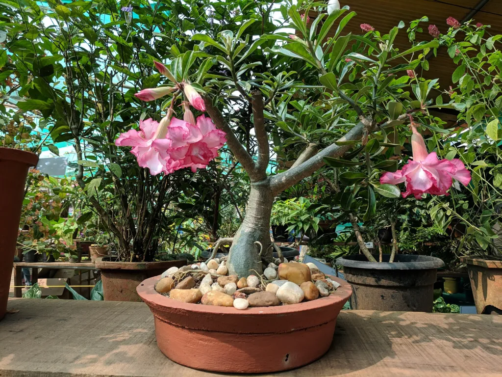 Wüstenrose (Adenium obesum) – typisches Erscheinungsbild, Pflanzenfoto