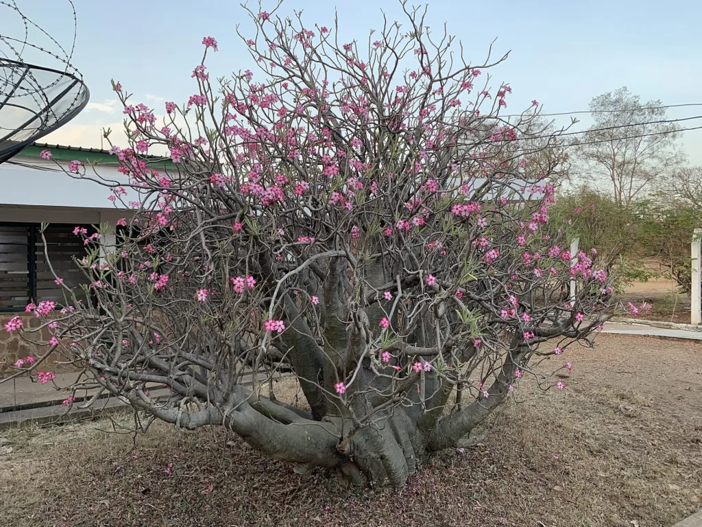 Wüstenrose (Adenium obesum) – im Garten, Pflanzenfoto