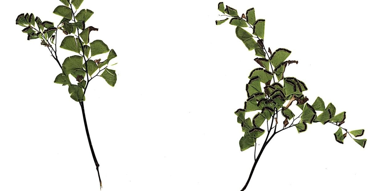 Adiantum aleuticum – Pflanzenfoto
