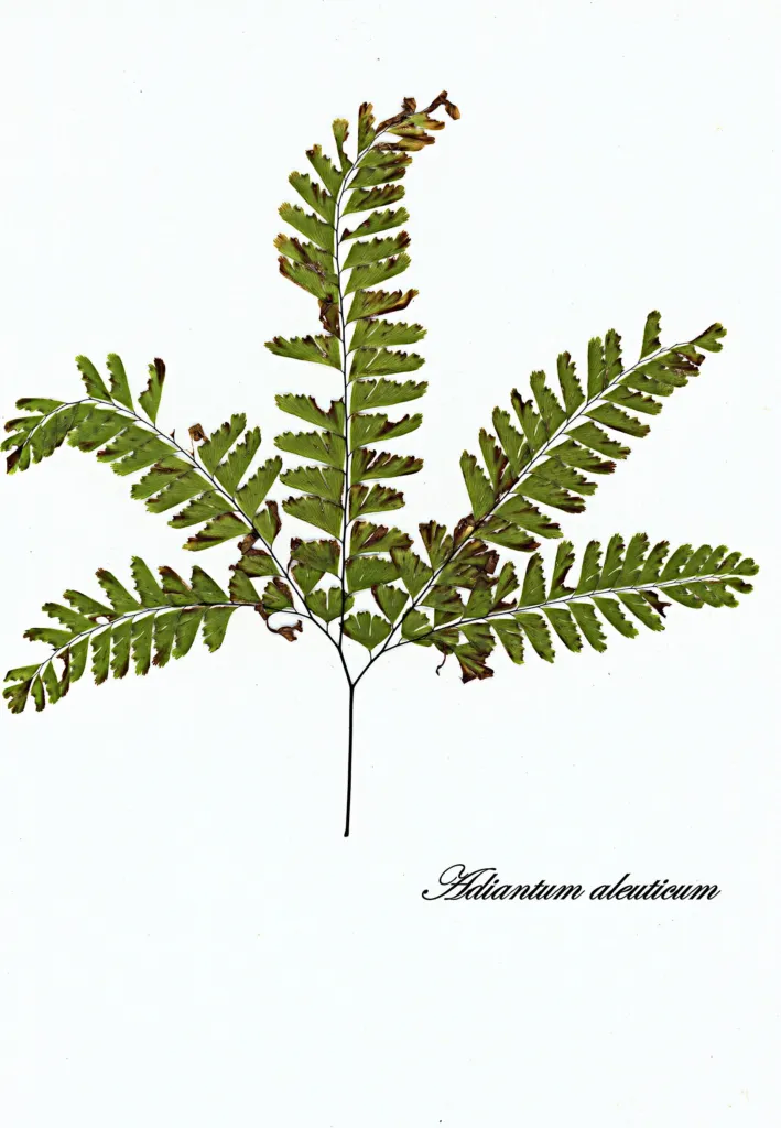 Adiantum aleuticum – (Adiantum aleuticum) – Blätter und Triebe, Pflanzenfoto
