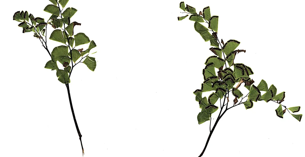 Aleutian Maidenhair (Adiantum aleuticum) – plant photo