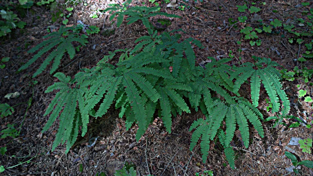 Adiantum aleuticum – (Adiantum aleuticum) – Blätter und Triebe, Pflanzenfoto