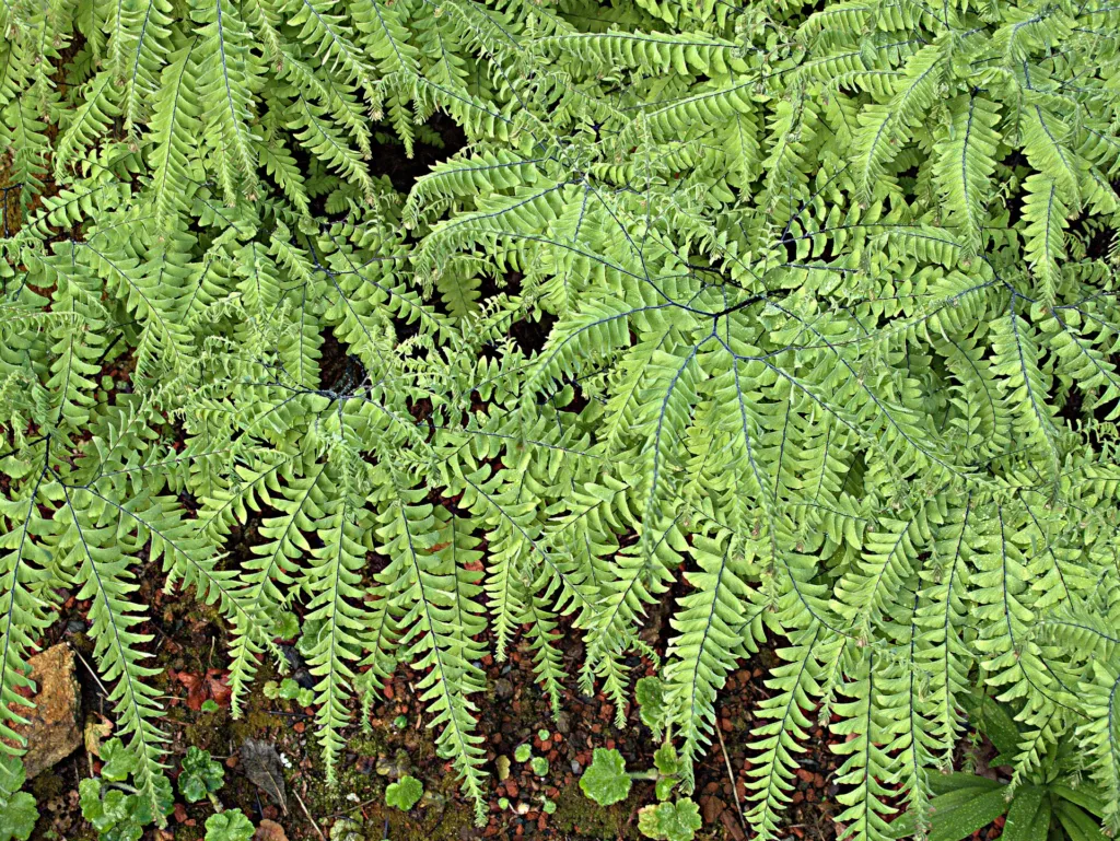 Adiantum aleuticum – (Adiantum aleuticum) – Blätter und Triebe, Pflanzenfoto