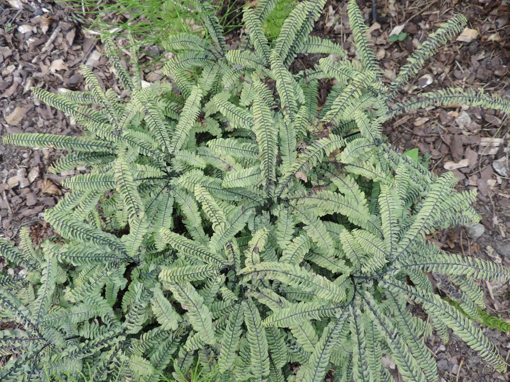 Adiantum aleuticum – (Adiantum aleuticum) – im Garten, Pflanzenfoto