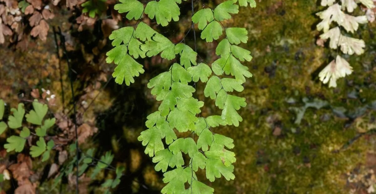 Adiantum 'Capillus Veneris' – fotografia rastliny