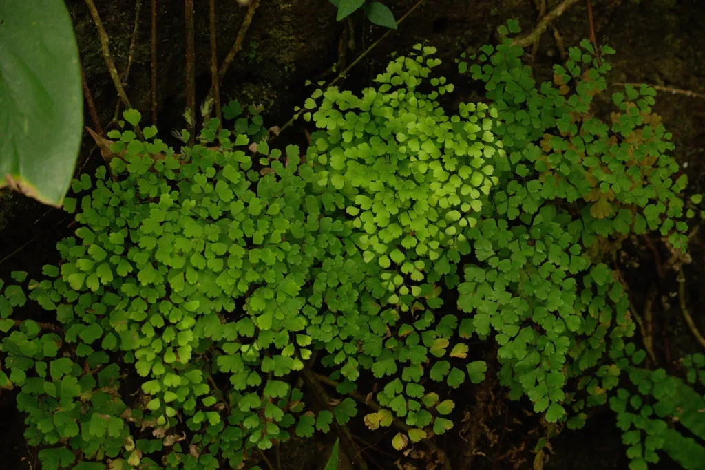 Niekropień właściwy; adiantum; paprotka złotowłosa (Adiantum 'Capillus Veneris') – characteristic