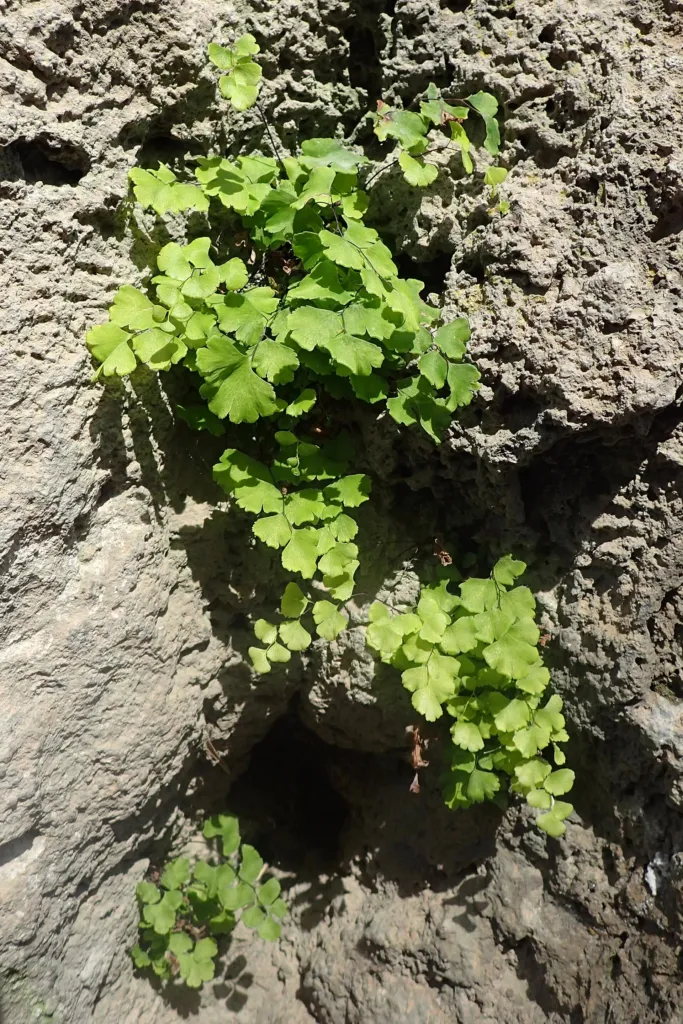 Niekropień właściwy; adiantum; paprotka złotowłosa (Adiantum 'Capillus Veneris') – characteristic