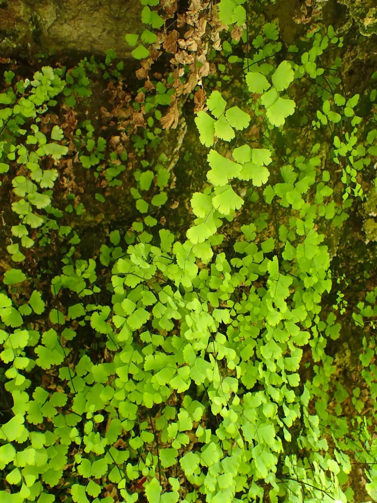 Niekropień właściwy; adiantum; paprotka złotowłosa (Adiantum 'Capillus Veneris') – characteristic