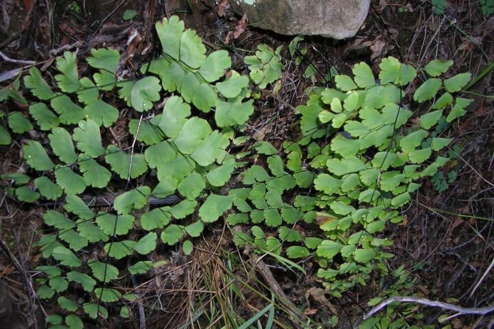 Adiantum raddianum