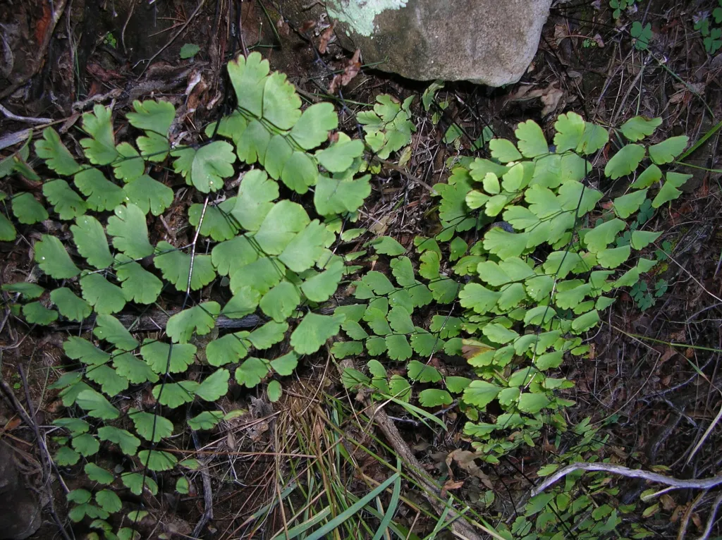 Delta Maidenhair Fern (Adiantum raddianum) – plant photo