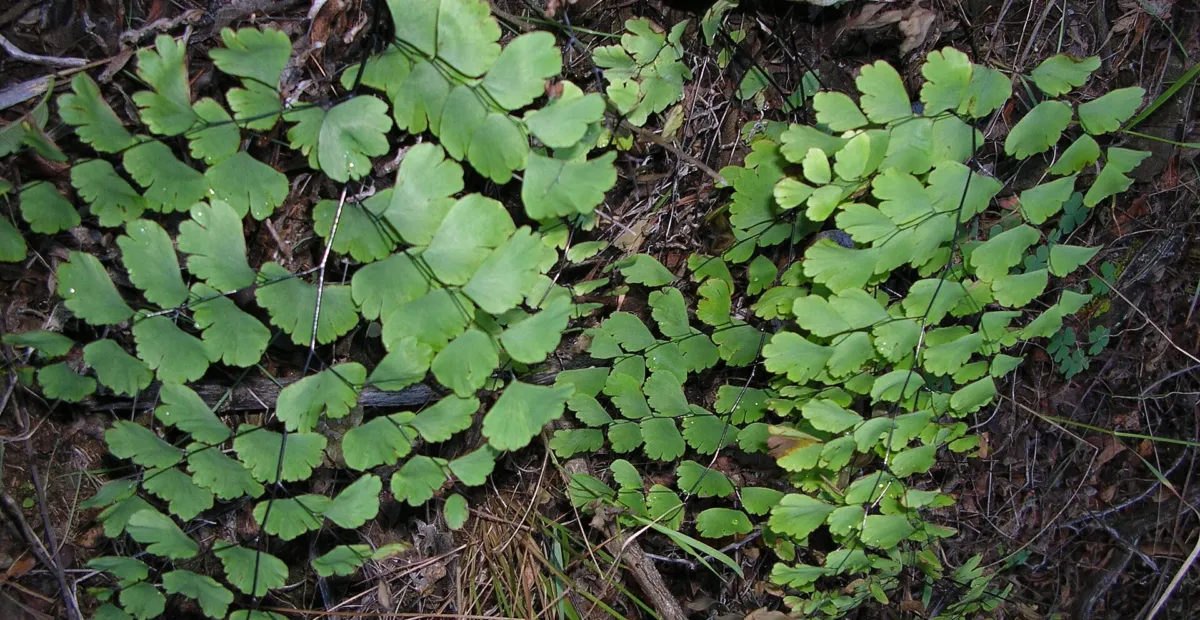 Delta Maidenhair Fern (Adiantum raddianum) – plant photo