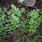 Delta Maidenhair Fern (Adiantum raddianum) – natural growth habit, plant photo