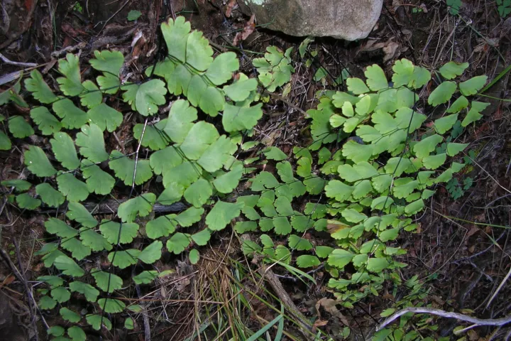 Adiantum genus