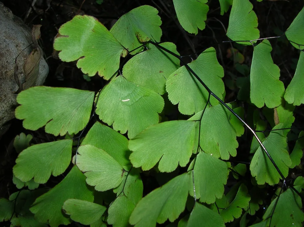 Delta Maidenhair Fern (Adiantum raddianum) – characteristic appearance, plant photo