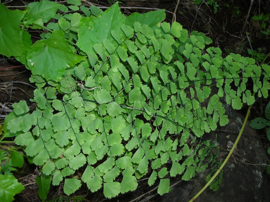 Delta Maidenhair Fern (Adiantum raddianum) – natural growth habit, plant photo