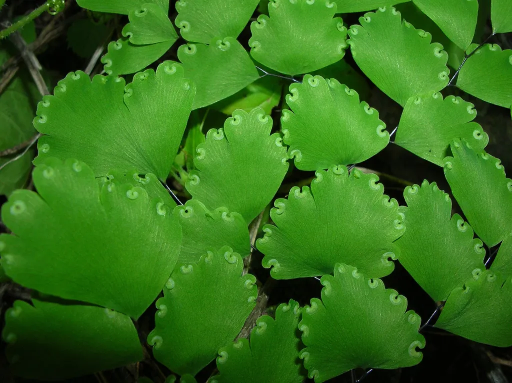 Delta Maidenhair Fern (Adiantum raddianum) – characteristic appearance, plant photo