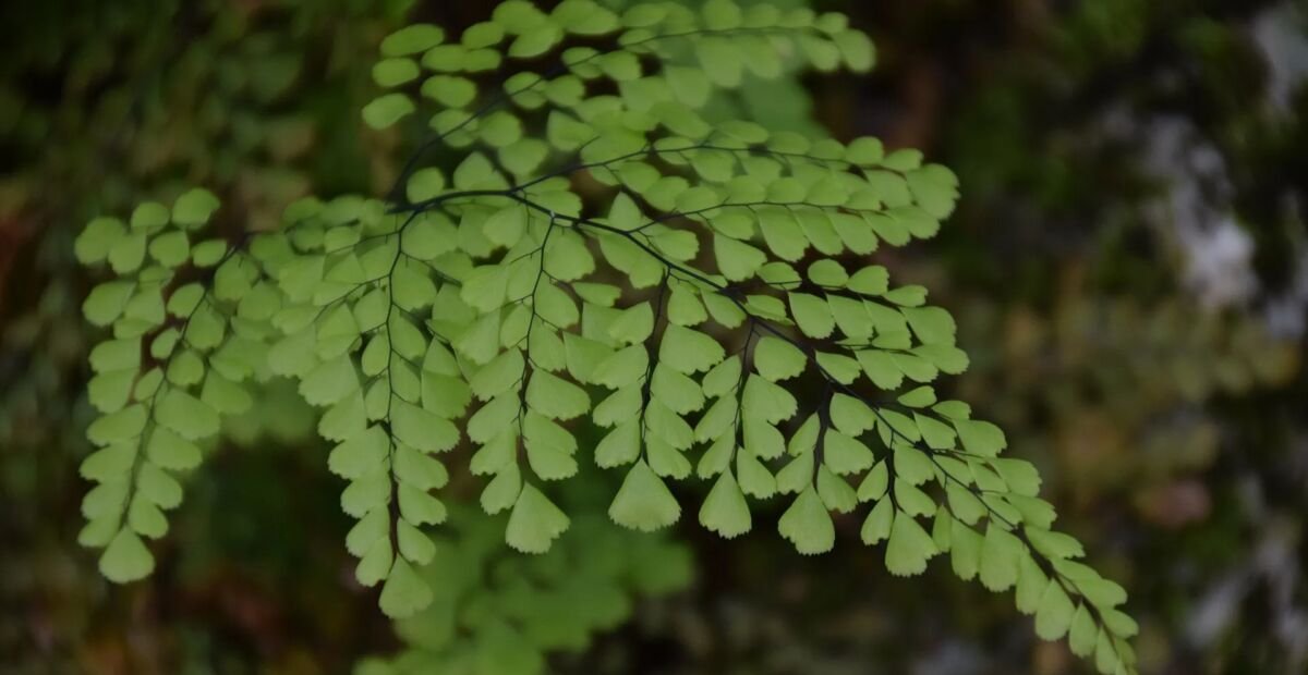 Adiantum venustum – Pflanzenfoto