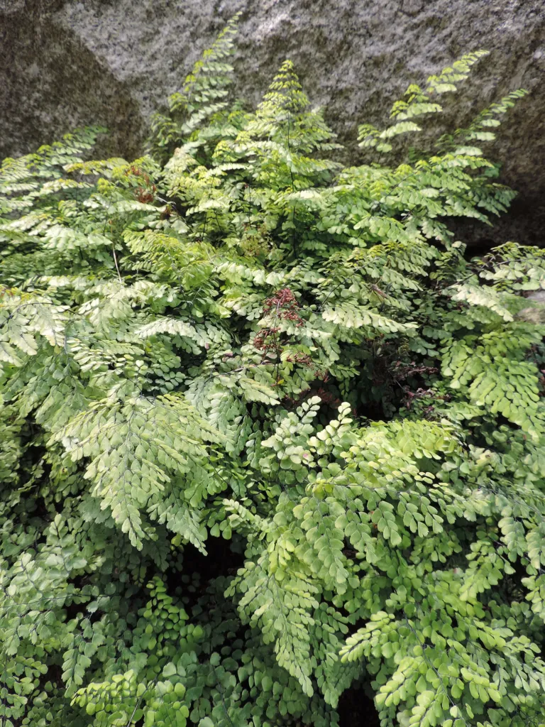 Adiantum venustum – (Adiantum venustum) – im Garten, Pflanzenfoto