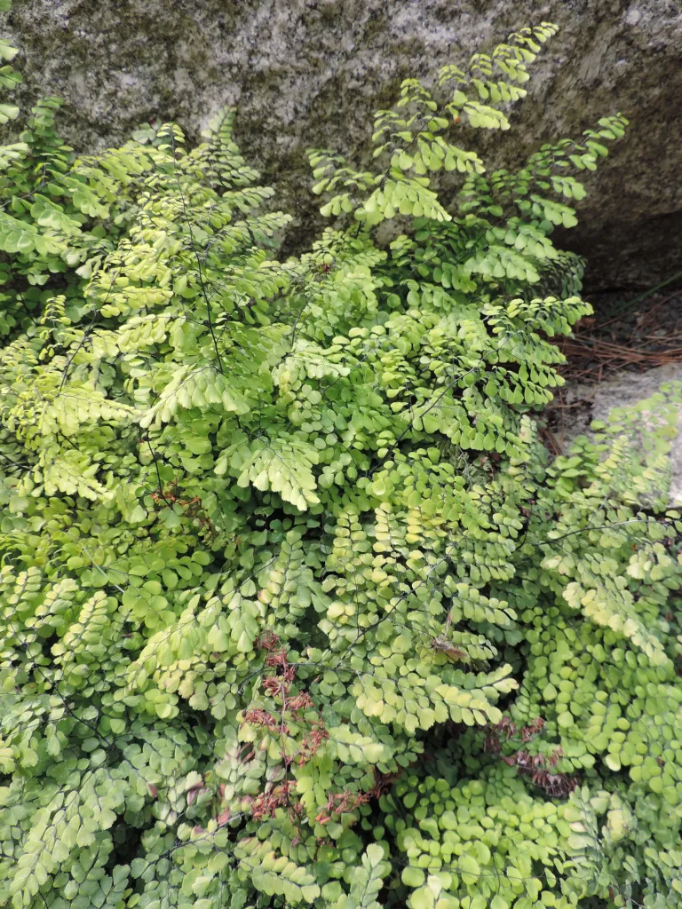 Adiantum venustum – (Adiantum venustum) – im Garten, Pflanzenfoto