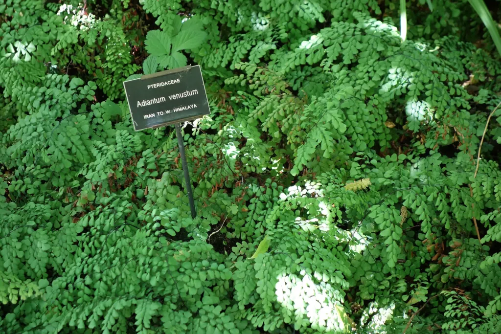 Adiantum venustum – (Adiantum venustum) – im Garten, Pflanzenfoto