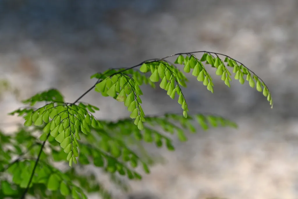 Adiantum venustum – (Adiantum venustum) – typisches Erscheinungsbild, Pflanzenfoto