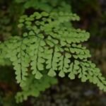 Adiantum venustum – pestovanie a starostlivosť (Adiantum venustum) – fotografia rastliny