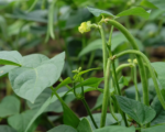 Adzukibohne (Vigna angularis) – Pflege