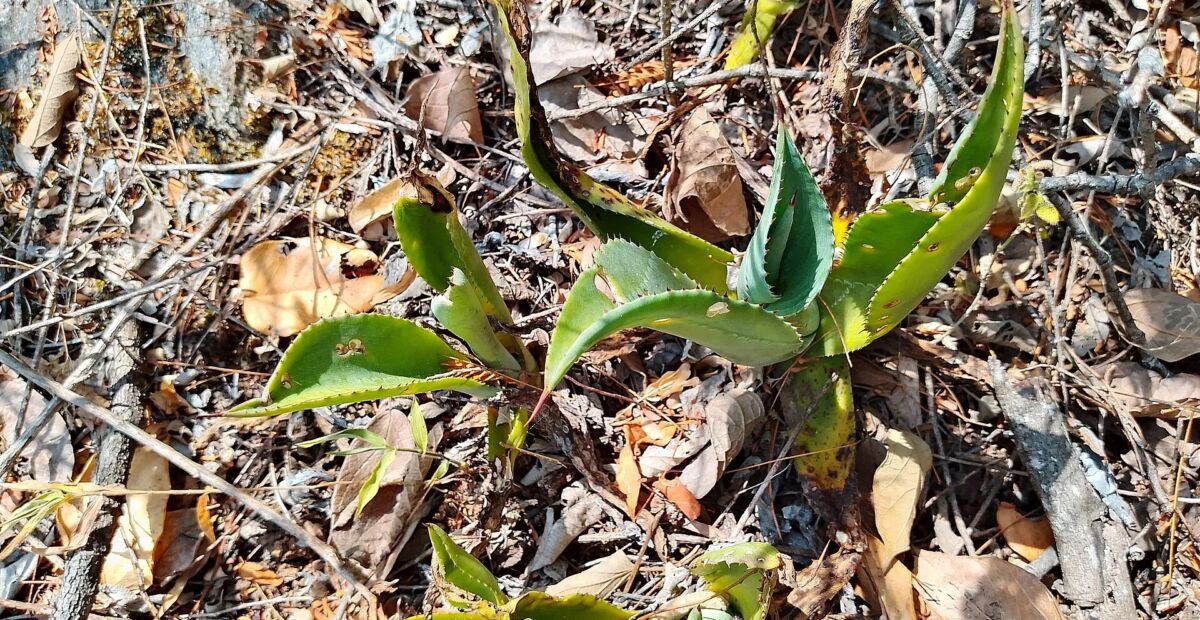 agáva (Agave) – fotografia rastliny